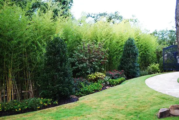 Evergreen and bamboo screen