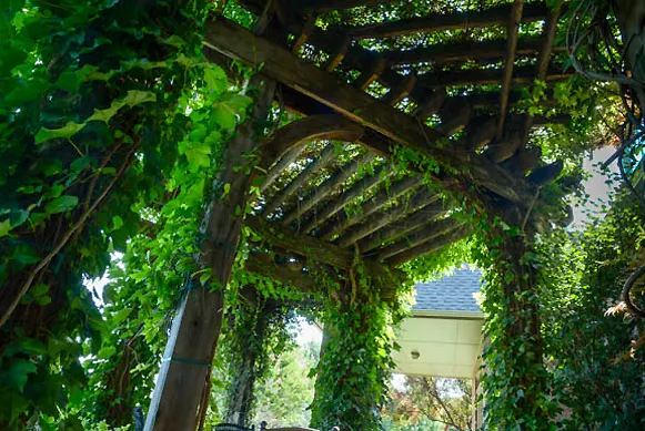 Vine-covered pergola