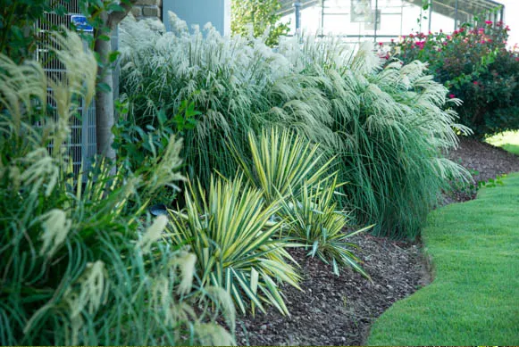 Maidengrass and 'Color Guard' Yucca