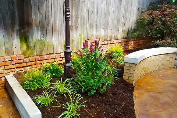 Butterfly bush in garden